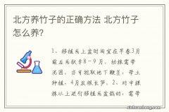 北方养竹子的正确方法 北方竹子怎么养？