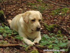 拉布拉多幼犬怎么看纯不纯