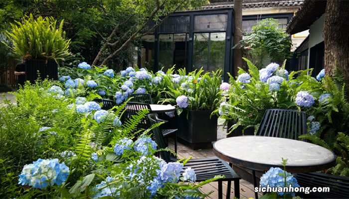 石灰灯绣球的养殖方法和注意事项