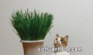 种猫草步骤 怎么种猫草