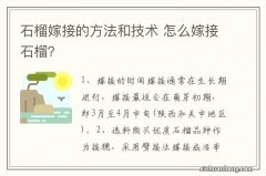 石榴嫁接的方法和技术 怎么嫁接石榴？