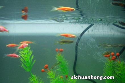 孔雀鱼苗可以饿多久