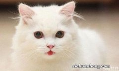 猫咪上完猫砂爬床不脏吗