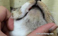 猫下巴毛里面黑黑的是什么