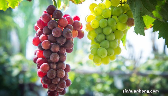 葡萄树结果后需要剪头吗视频 葡萄树结果后需要剪头吗