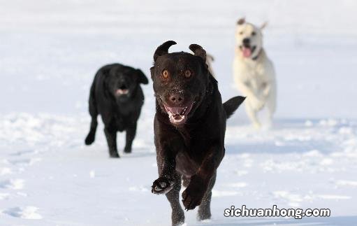 认识狂犬病 多一份认知就少点恐慌