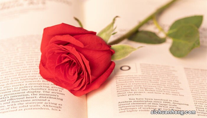 33朵玫瑰花语是什么意思 33朵玫瑰花语