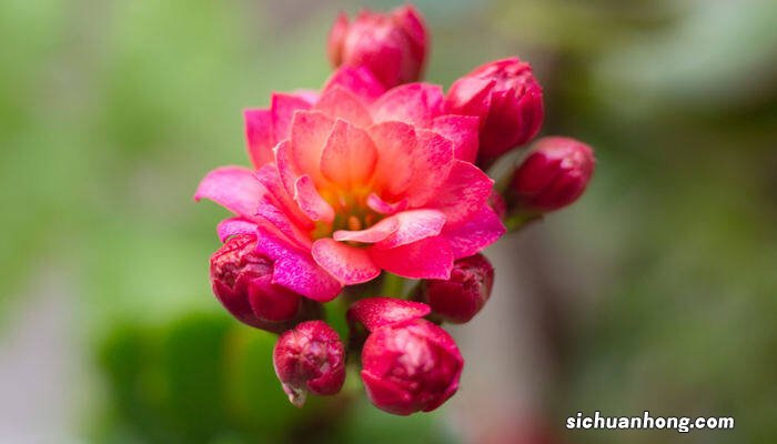 长寿花夏天多久浇一次水合适 长寿花夏天多久浇一次水