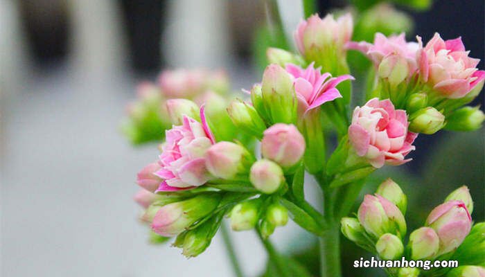 长寿花夏天多久浇一次水合适 长寿花夏天多久浇一次水