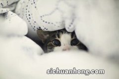 猫咪不爱吃饭而且消瘦是什么原因