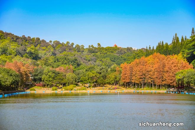 落羽杉已红遍深圳，莲花山公园观赏攻略