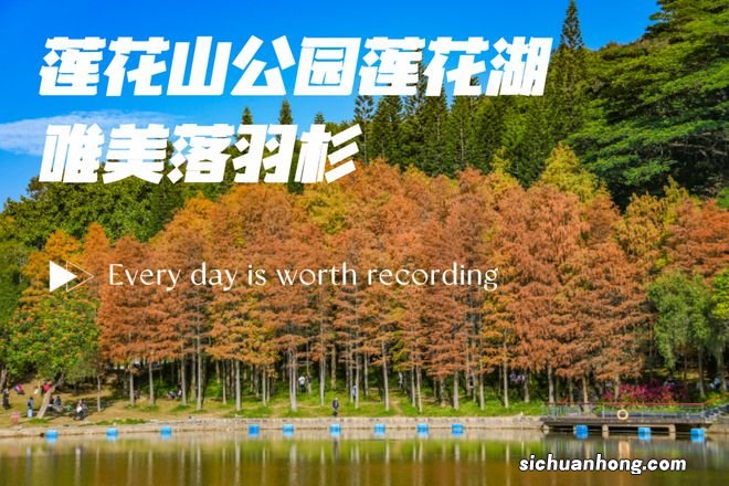 落羽杉已红遍深圳，莲花山公园观赏攻略