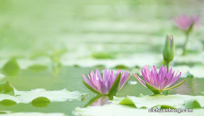 睡莲怎样养才会开花 睡莲怎么养