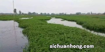 小米草冬天可以种植吗