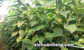 杜仲籽育苗方法 杜仲籽怎么种