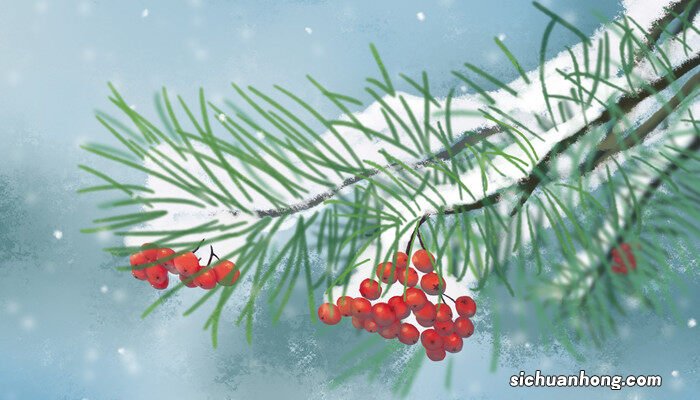 红豆杉怎么养家庭养法 红豆杉怎么养