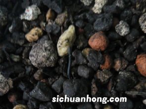 米尖变黑是什么原因