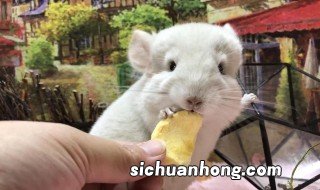 龙猫繁殖的最佳方法 龙猫什么时候可以繁殖