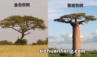 热带草原气候特点 热带草原气候特点介绍