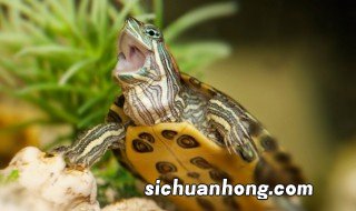 水库甲鱼的养殖方法与技术 水库养殖野生甲鱼技术