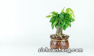 发财树树干种植方法 发财树树干有哪些种植方法