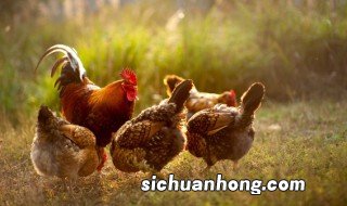 鸡和鸽子能一起养吗,鸡和鸽子能一起养吗为什么