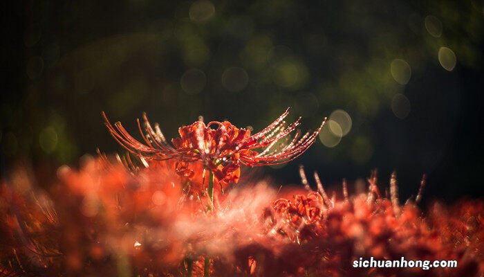 彼岸花的花语和寓意 彼岸花花语象征与寓意