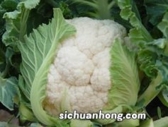 花菜是什么颜色