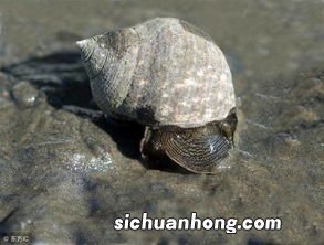 海螺煮熟需要多久
