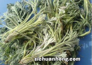 茵陈什么功效与作用