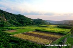 梯田种植什么农作物