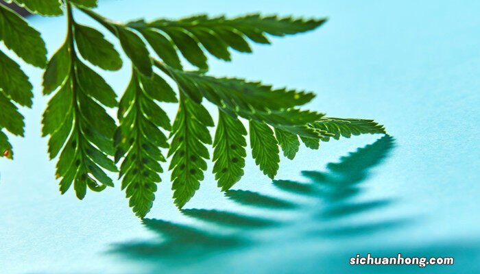 铁线蕨怎么养才长得好 铁线蕨怎么养