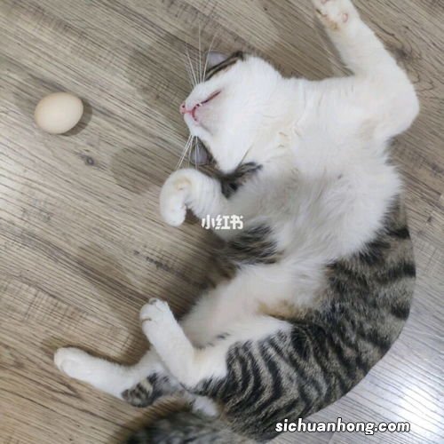 猫咪乱尿怎么解决