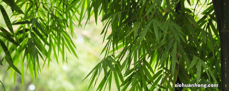 水养富贵竹怎么养才能更旺盛 水养富贵竹怎么养