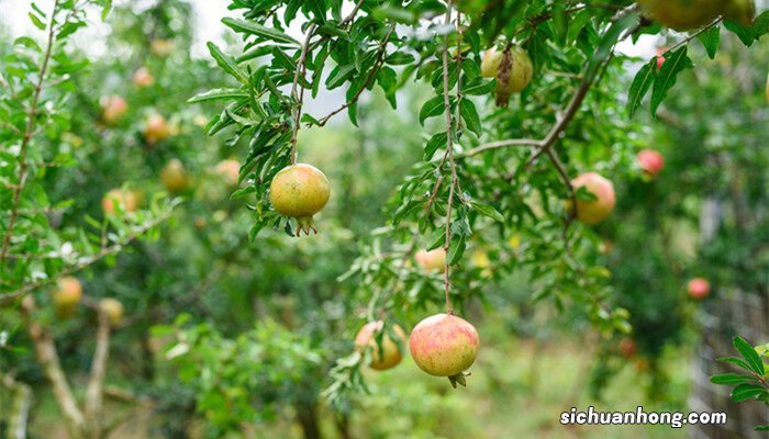院子里种石榴树的禁忌 东榴金西柿银是指什么树种