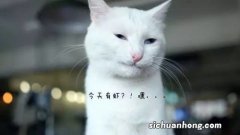 猫能吃咸的吗