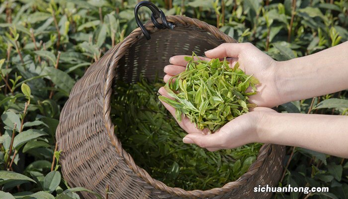 茶渣怎样发酵成肥料 茶叶和土混在一起可以种花吗