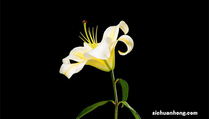 夏季开花的植物有哪些 夏季开花的植物