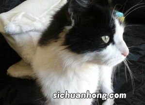 刚满月的小猫怎么喂养
