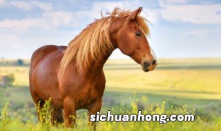 的卢马的主人是谁 的卢马是谁给它主人的