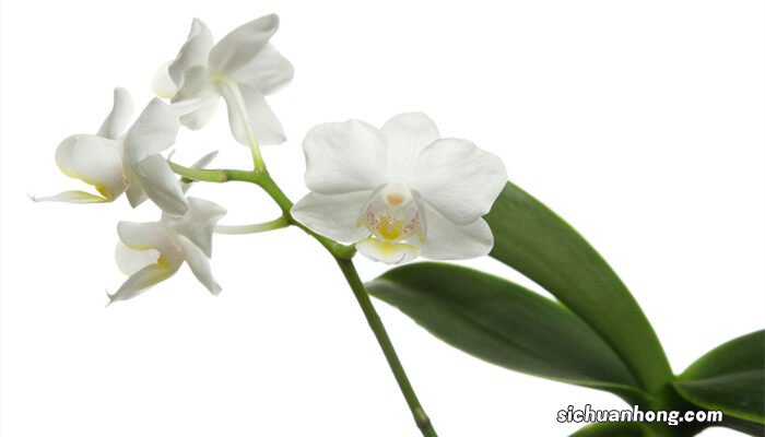 兰花新芽腐烂怎么处理新 兰花新芽腐烂怎么处理