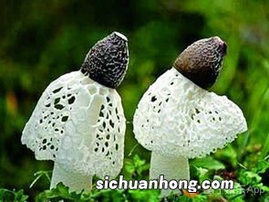 竹笙熬多久可以吃