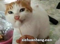 猫瘟是怎么引起的