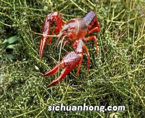 盱眙龙虾养殖基地在哪里
