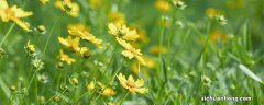 千里光是野菊花吗百度百科 千里光是野菊花吗