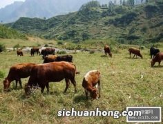 养牛的草料种植