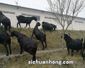 萨能黑山羊是真是假