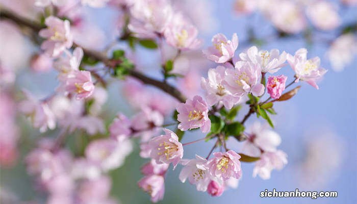 海棠花什么季节开花 海棠花的花语和寓意