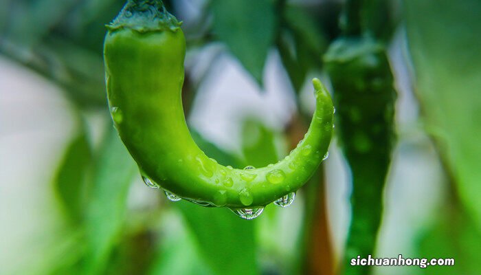 辣椒苗只长高不开花怎么办视频 辣椒苗只长高不开花怎么办