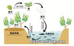 桑基鱼塘的生态学原理